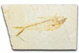 Bargain, Detailed Fossil Fish (Diplomystus) - Wyoming #346062-1